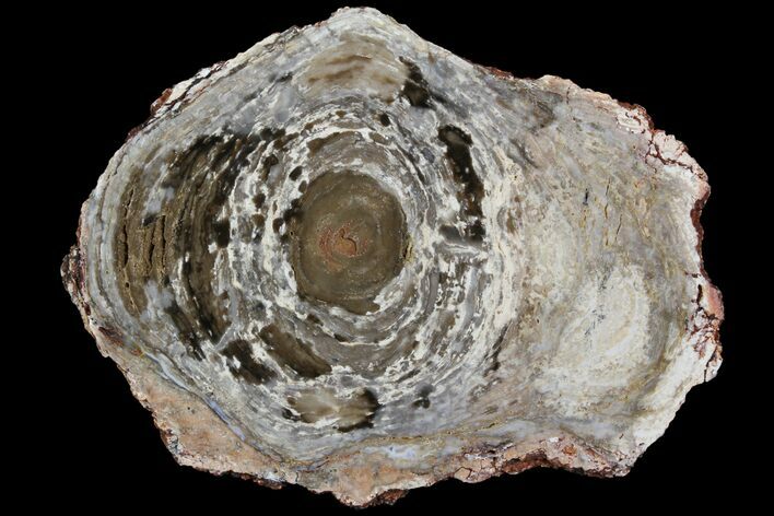 Polished, Cambrian Stromatolite (Conophyton) - Australia #92877